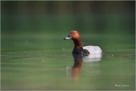 <p>POLÁK VELKÝ (Aythya ferina) --- /Common pochard - Tafelente/</p>